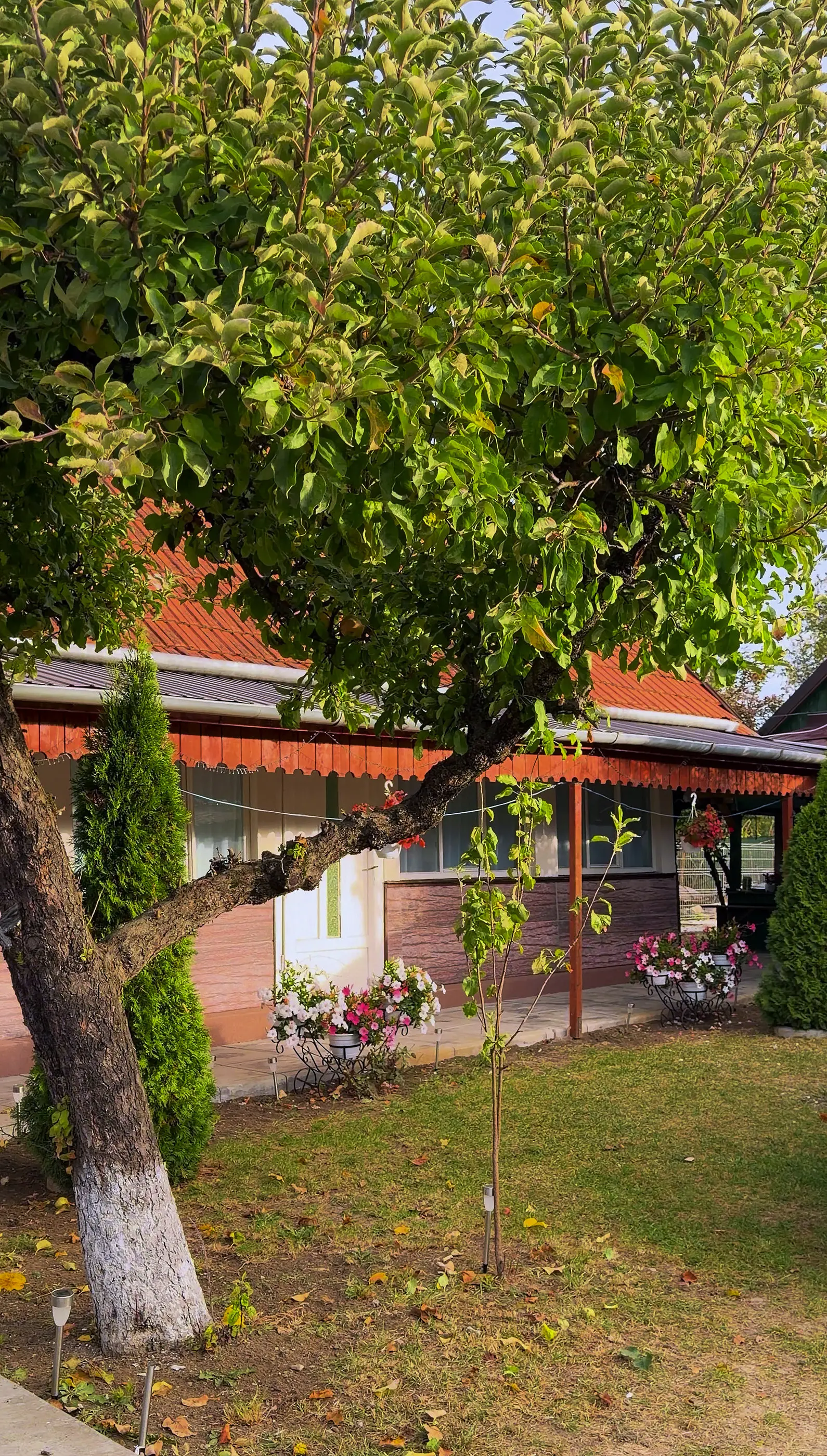 Mărul din curte, tuia și florile de lângă casă